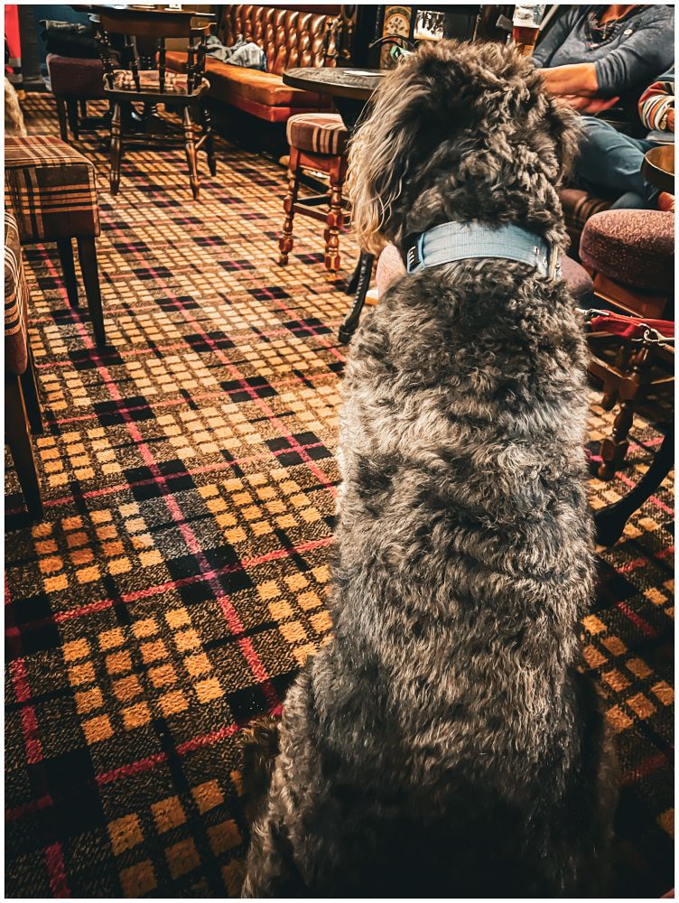 Big pub dog 