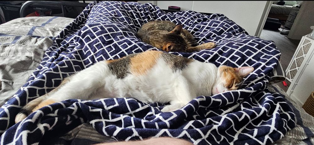 same two cats but absolutely and totally conked and blissed out on the blanket 