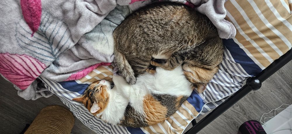 two cats cuddling in a yingyanh shape 