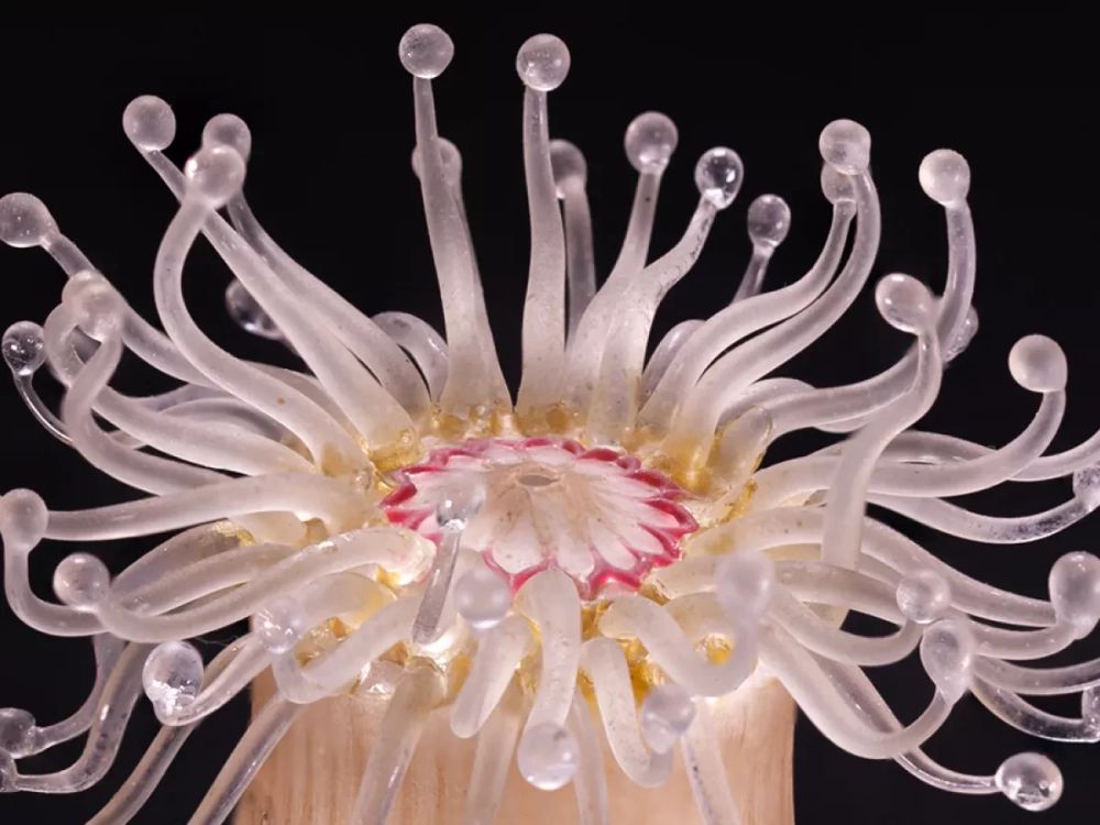 An impressive glass recreation of what looks like a kind of sea anemone with delicate tendrils branching off from a central stem, apparently called a Devonshire cup coral.