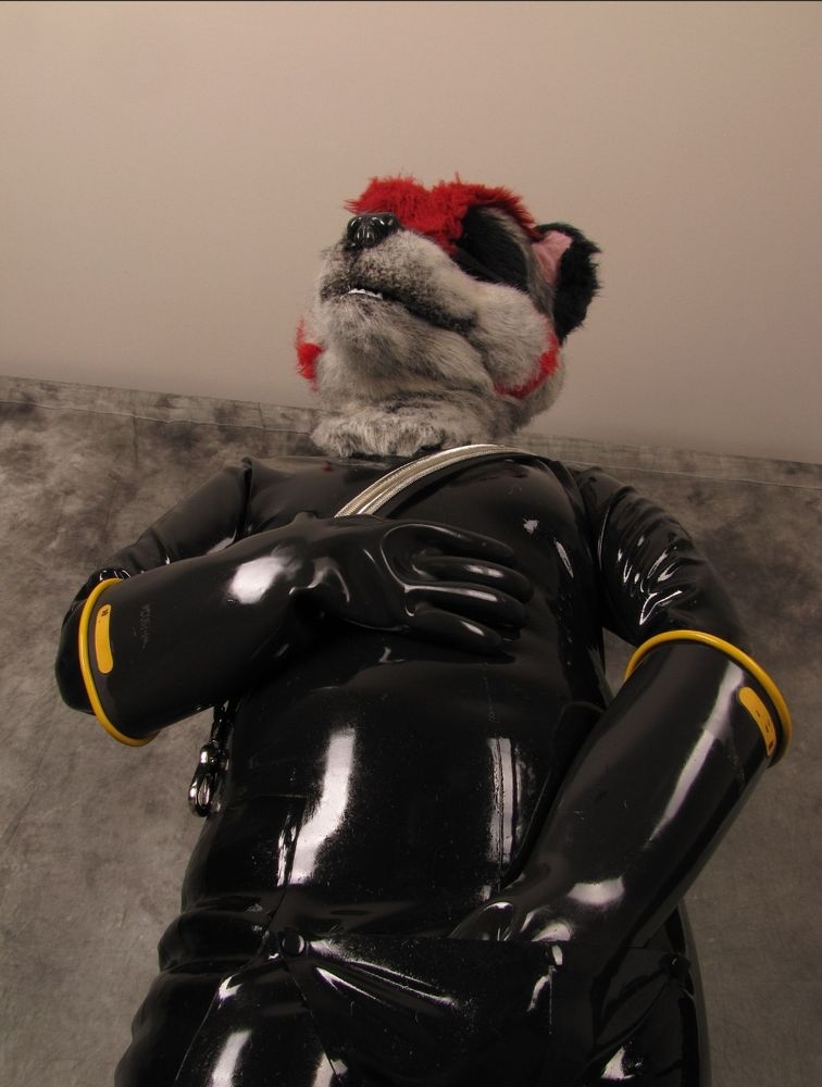 Me in full latex and Synth fursuit head, with a diagonal metallic harness and heavy rubber gloves, rubbing my chest and codpiece.