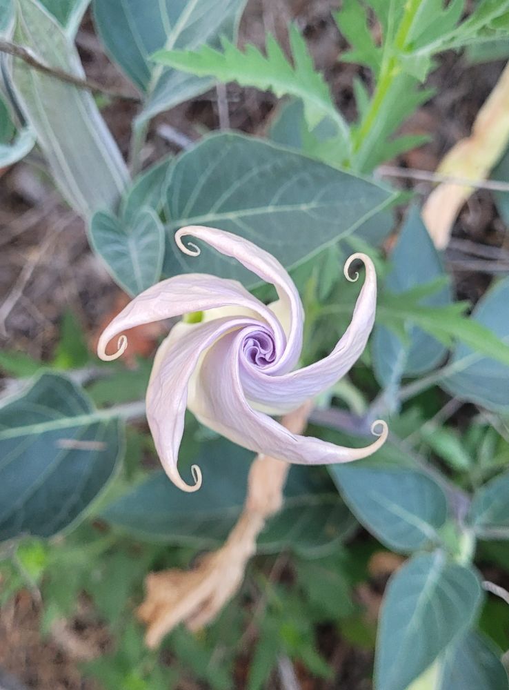 Image of Sacred Datura in the Angeles National Forest.