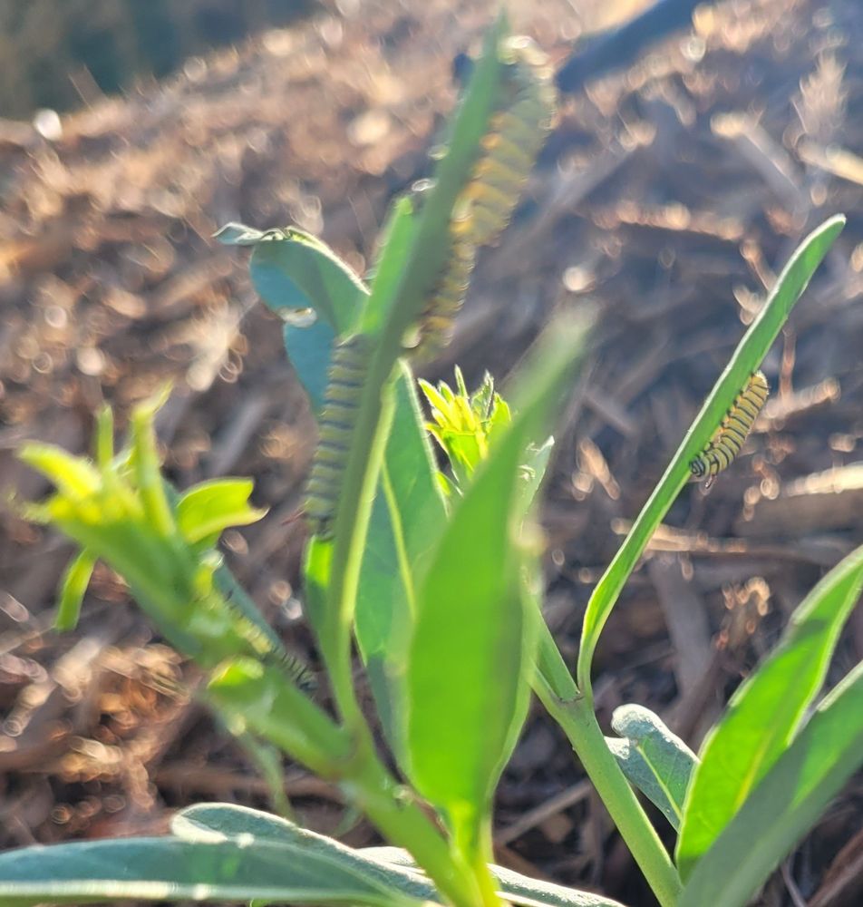 An army of caterpillars atop narrowleaf milkweed.
