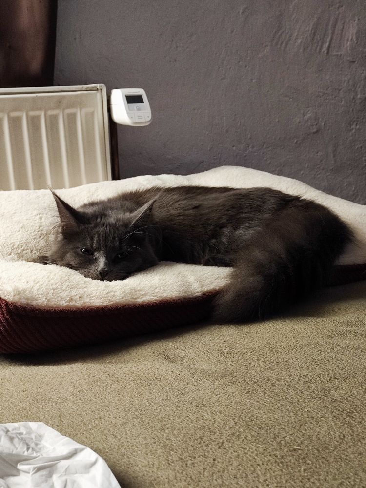 Eine blau-graue Maine Coon liegt auf ihrem Kissen vor der Heizung und guckt verschlafen in die Kamera 