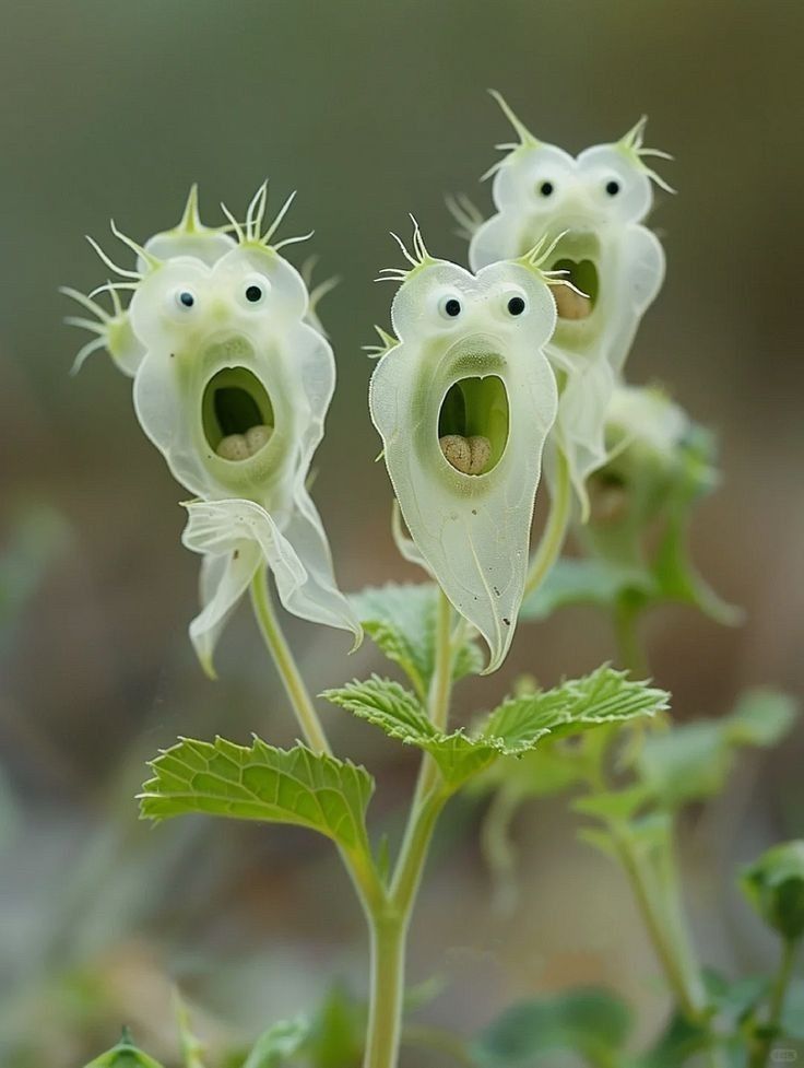 Flowers that look like they’re shrieking 