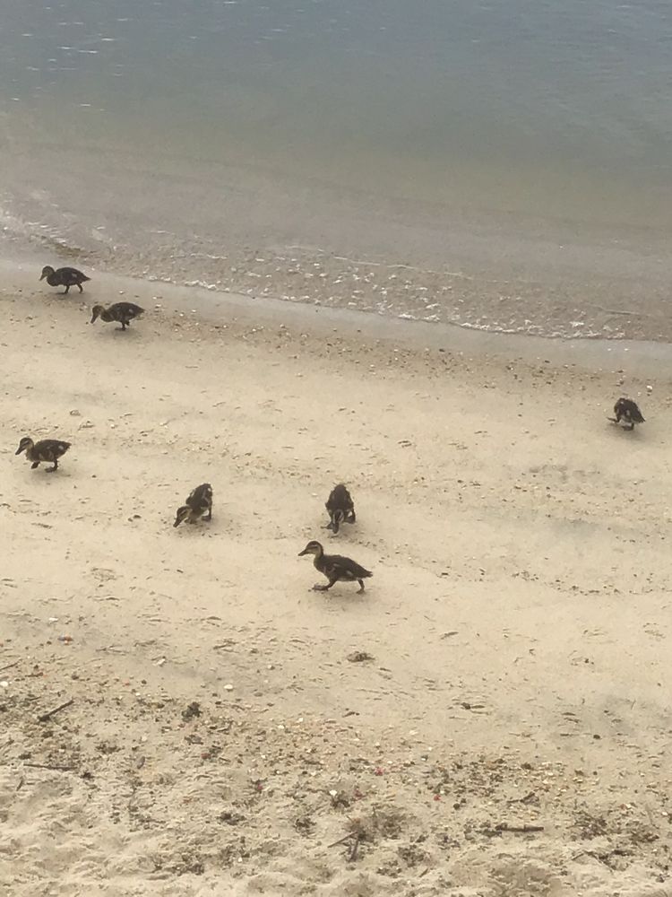 ducklings running around the sand