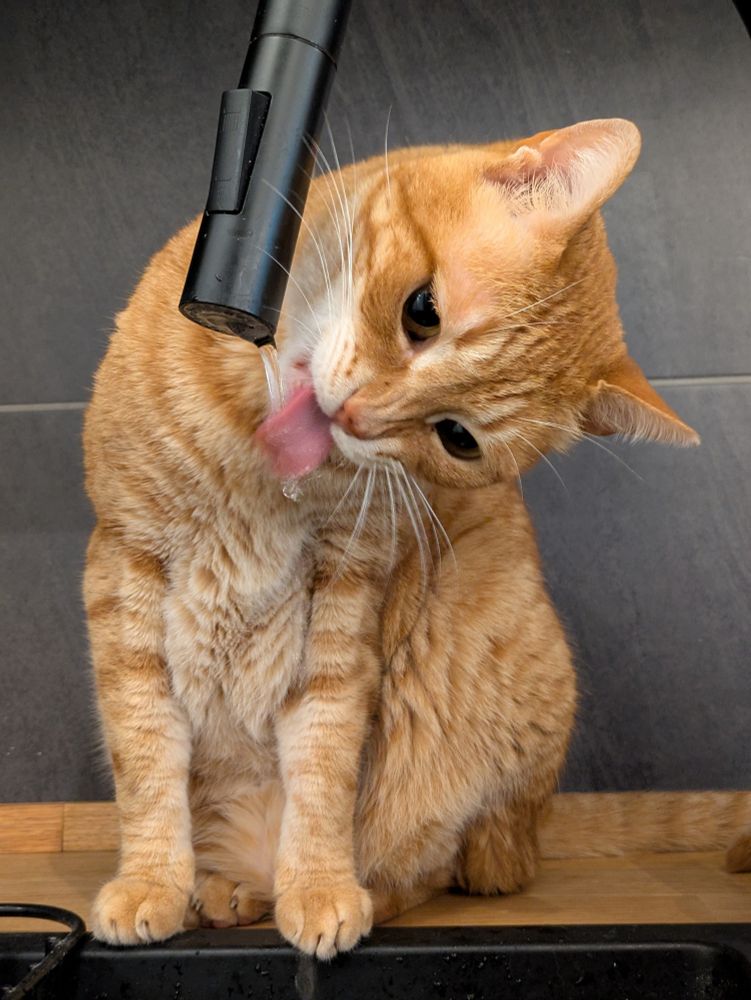 Ginger cat drinking from a sink tap, tongue visible but blurry