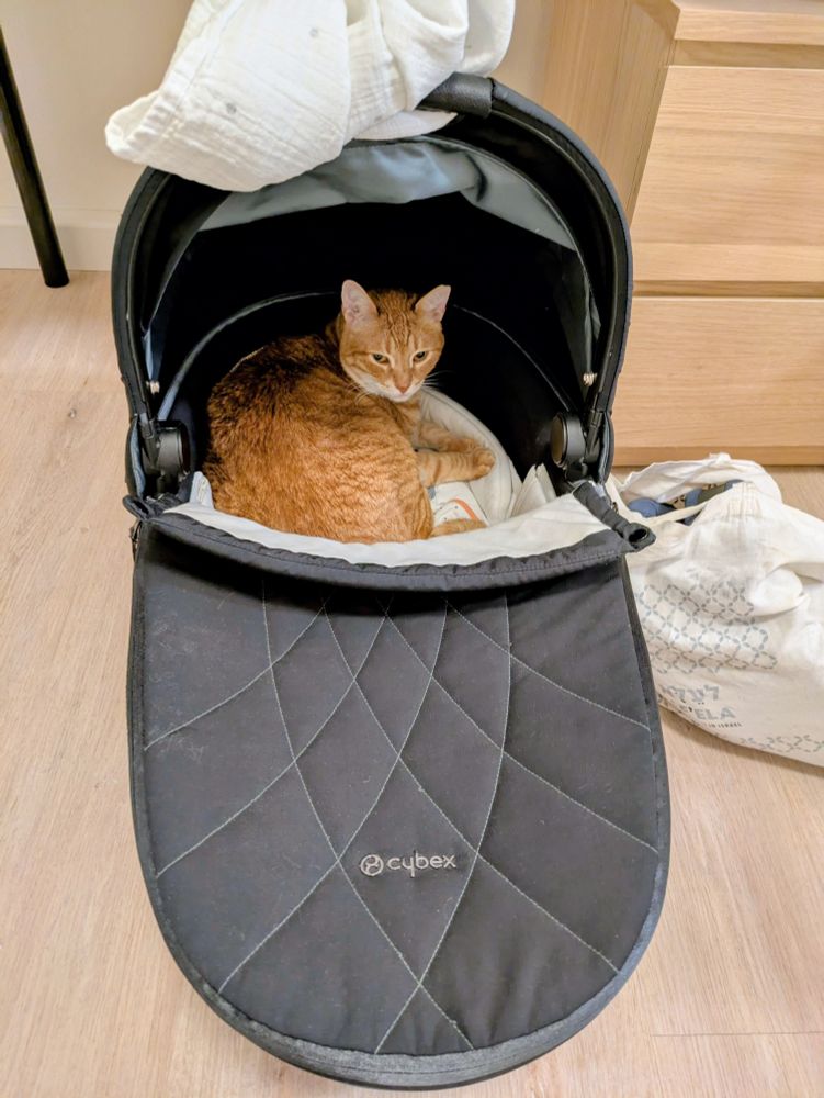 Ginger cat in a baby bassinet 