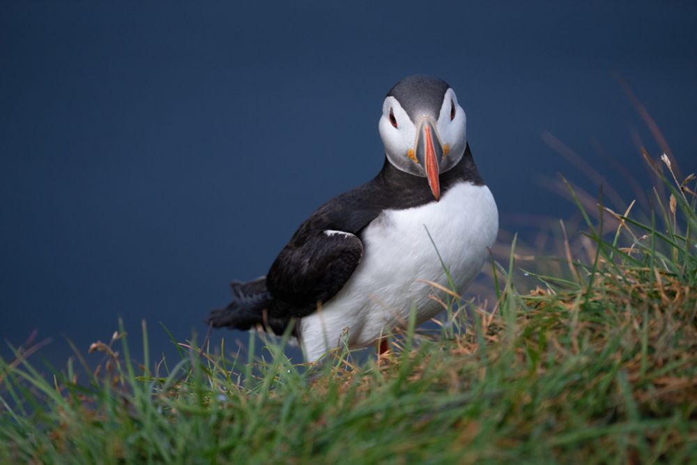 Atlantic Puffin standing on edge of mountain on the grass looking at the camera