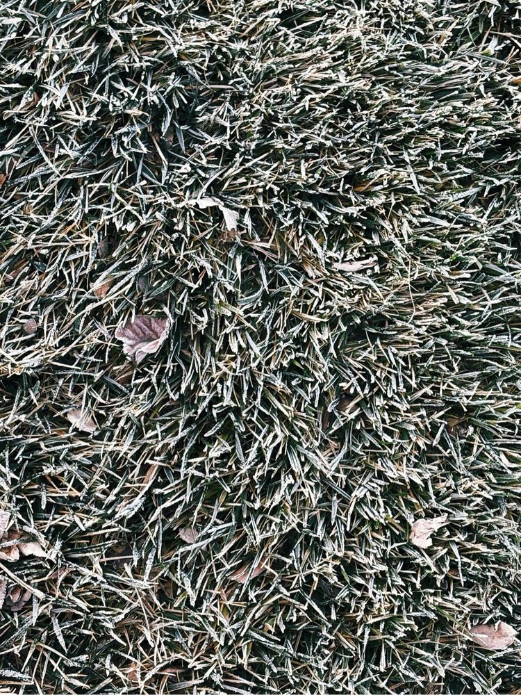 Close-up of grass covered in a light layer of frost, with a few scattered brown leaves peeking through.
