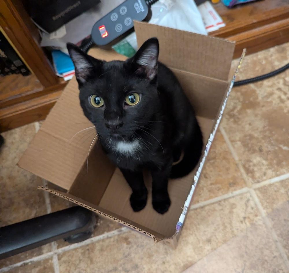 An adorable black kitty with a small white spot on his upper chest sitting in a small box and looking up at the camera.