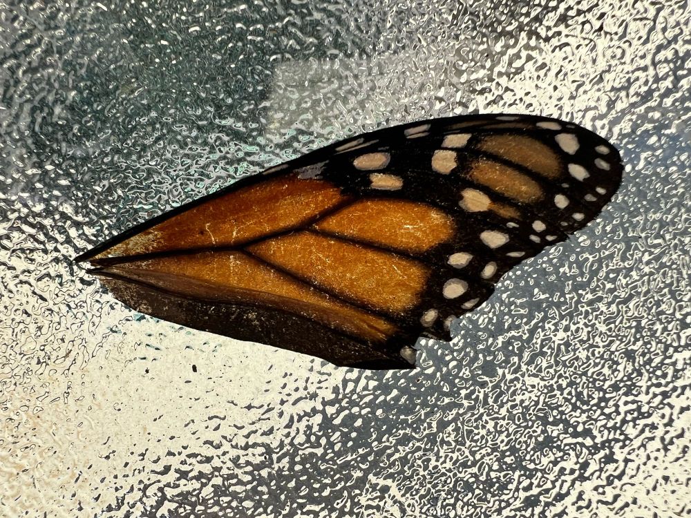 Wing of a butterfly.