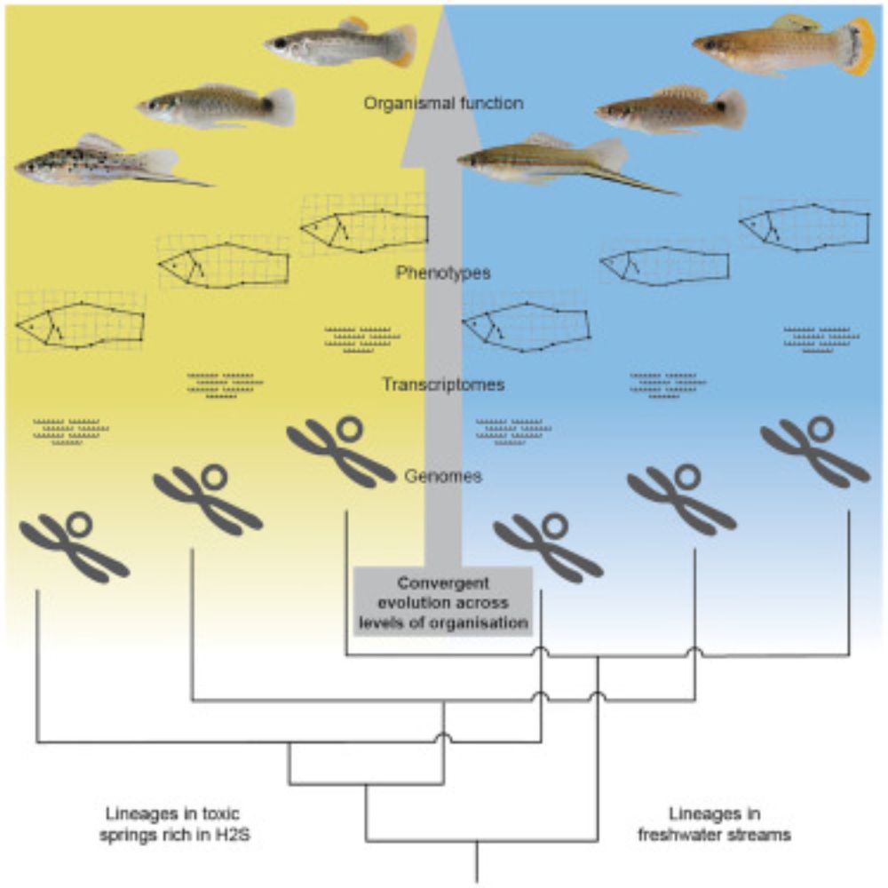 Integrative analyses of convergent adaptation in sympatric extremophile fishes