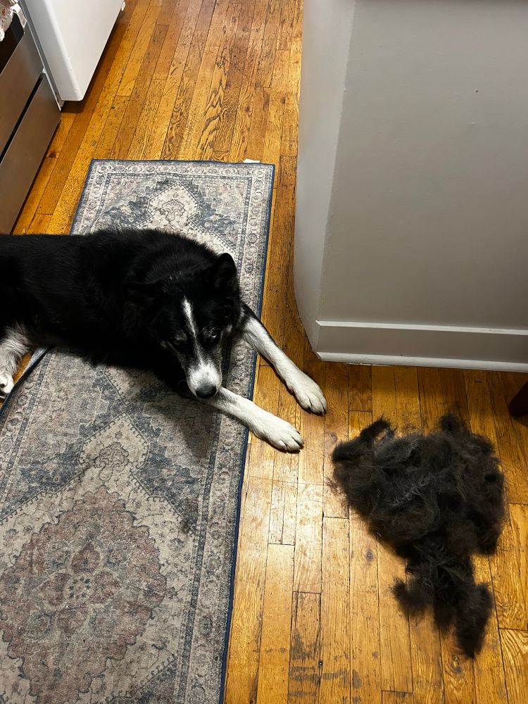 a large black and white dog lays next to a large pile of brushed out, matted undercoat, approximately 1/2 the size of said dog