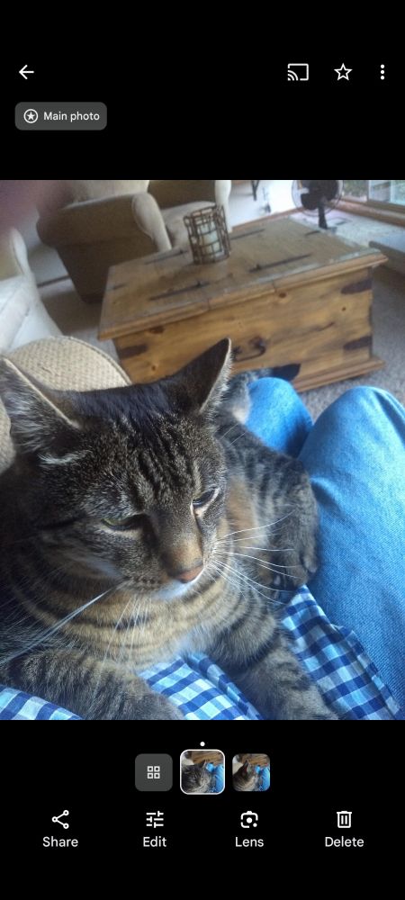 Contented stripey cat on mt lap.