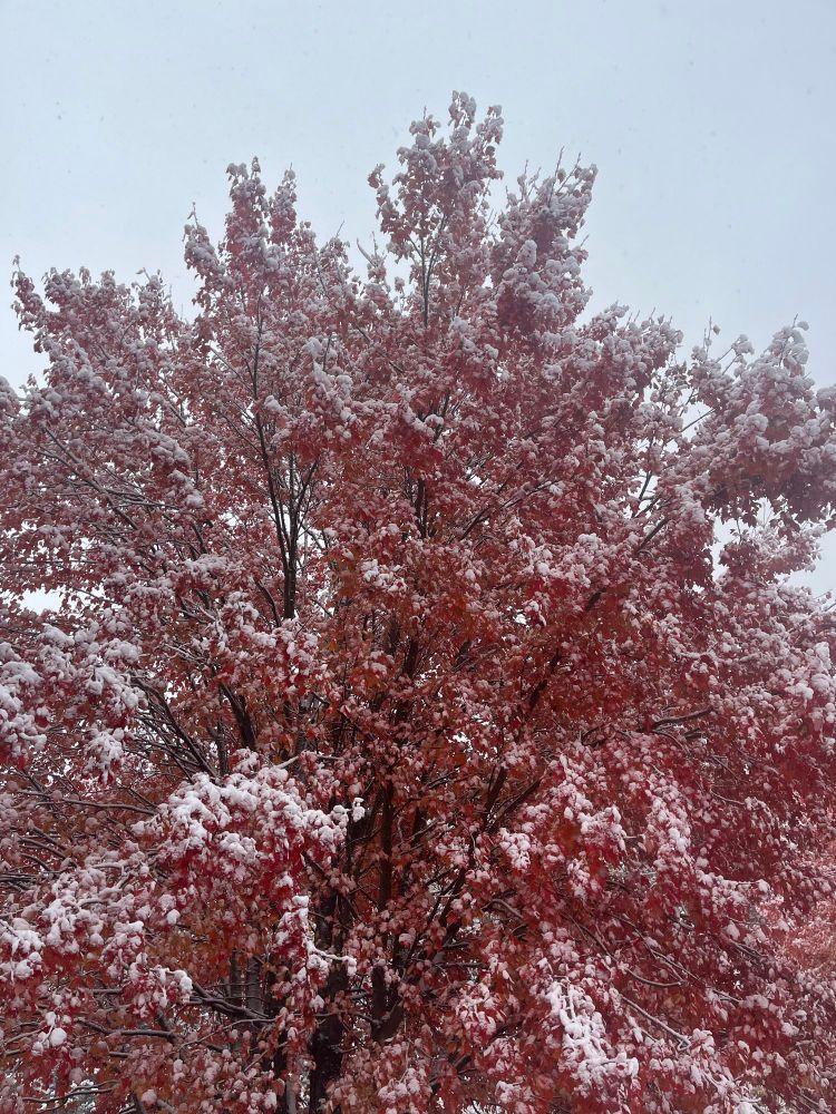 Maple tree whose leaves have turned red and are covered in snow 