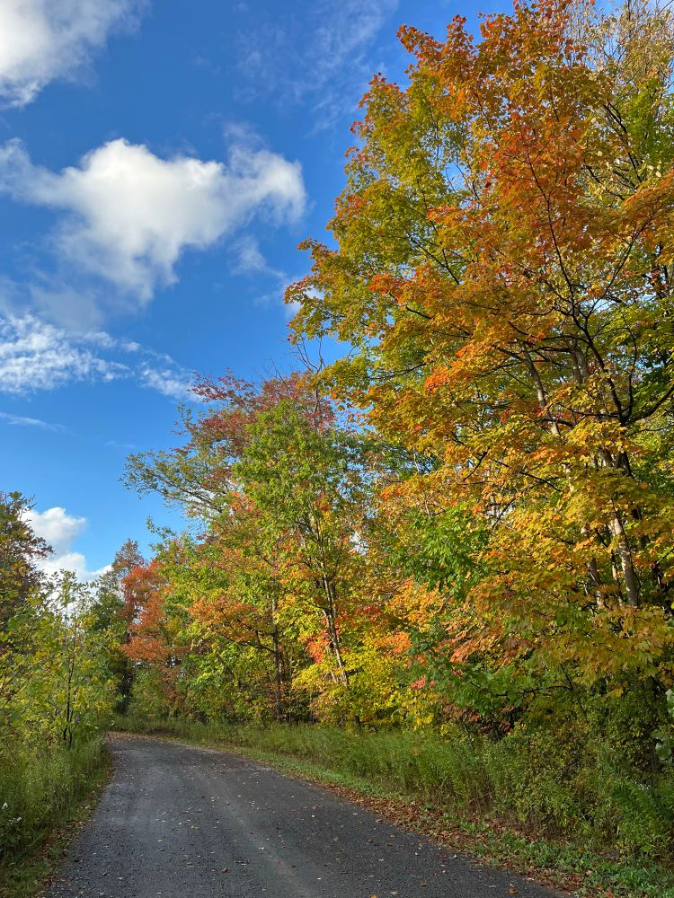 Autumn colored trees (oranges, yellows, and greens) with a bright blue sky and along a dirt road