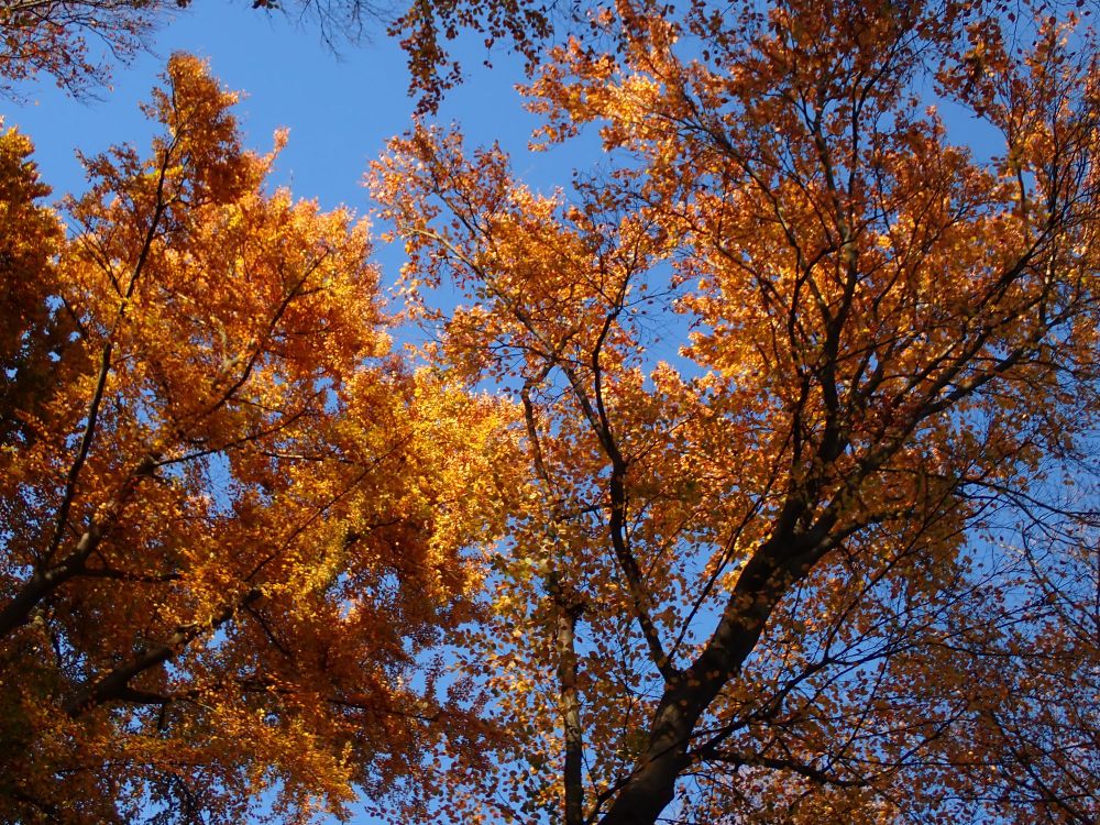 Goldbraunes Laub am Baum, sonnenbeschienen.