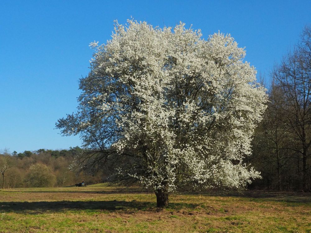 Weiß blühender Baum auf Wiese, dahinter Wald.