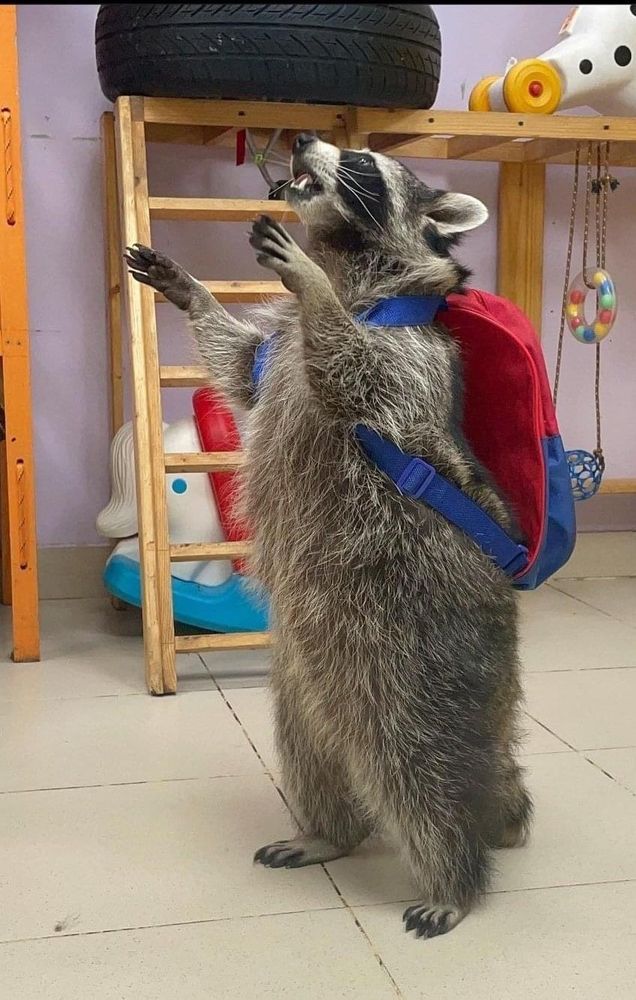 A raccoon wearing a backpack