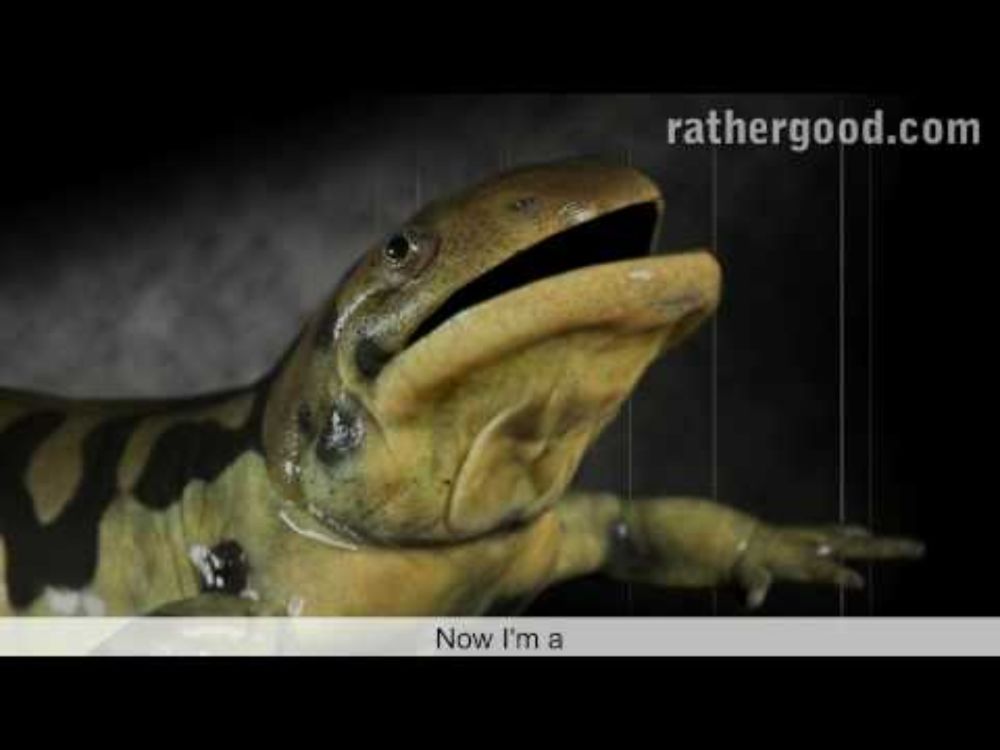 The Axolotl Song