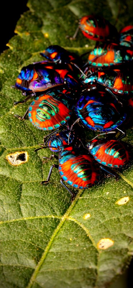 Brightly coloured hibiscus harlequin bugs in red and metallic blue and green.