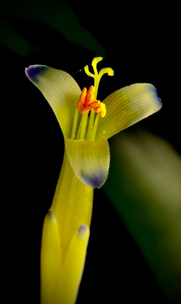 A yellow and purple flower of billbergia “Louise” plant. 