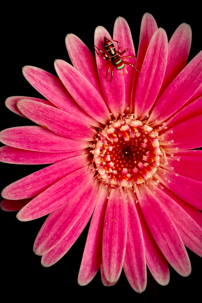 Colourful jumping spider exploring a pink gerbera flower.
