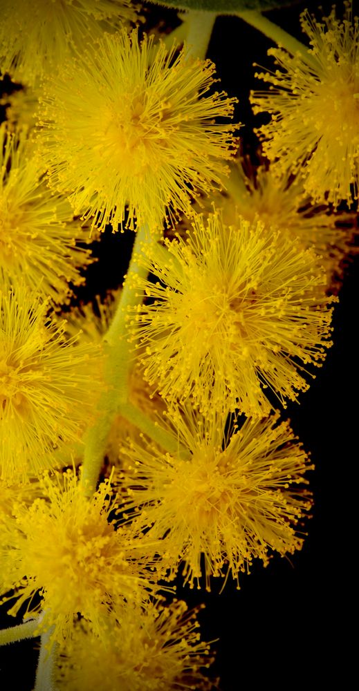 Golden coloured wattle blossom.