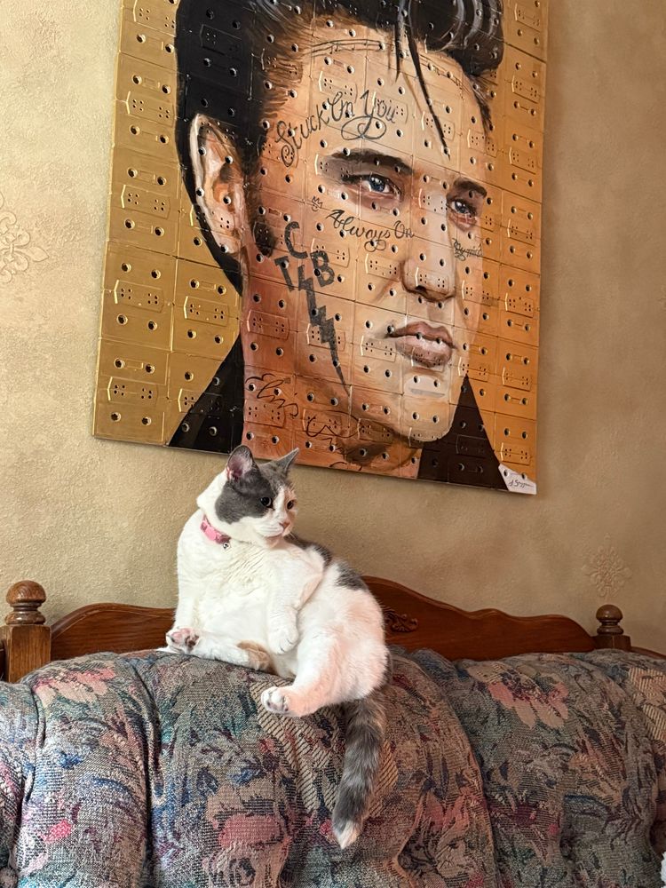 My Elvis tape art and little Ms Ramen our feral rescue kitty, taking a bath. Someone found her living in a state park. Maybe she was dumped? She is missing 3 canines, has a broken tail, possibly has asthma, doesn’t like other pets, hates being picked up and flinches when you pet her head (sweet baby). She is learning how fit in & how to play (& be nice to the other pets). She’s always looking for a lap to sit on. She loves being petted & never misses a meal! We love this cat so much & couldn’t imagine her not being in our family!