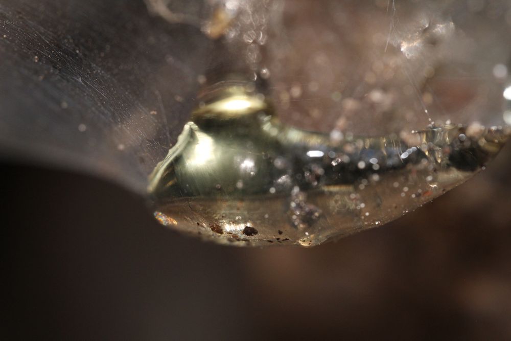 a wider view of a large drop of water suspended in a tightly wound spider’s web. small grains of dirt are suspended in the water