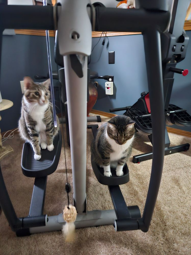 Two tabby x tuxedo cats sit on adjacent elliptical step platforms