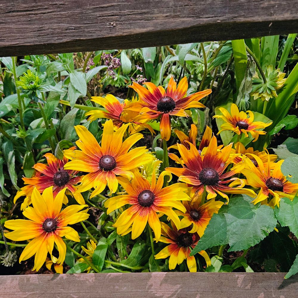 Black eyed susan flowers
