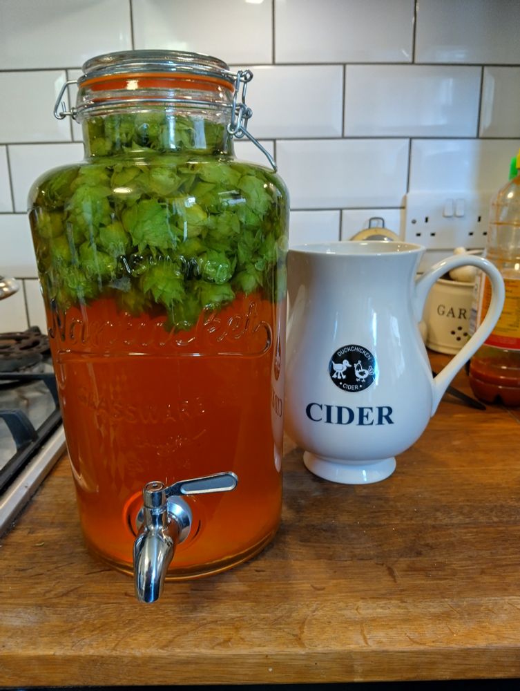 A drinks dispenser filled with cider and fresh Chinook hops on a kitchen counter.
