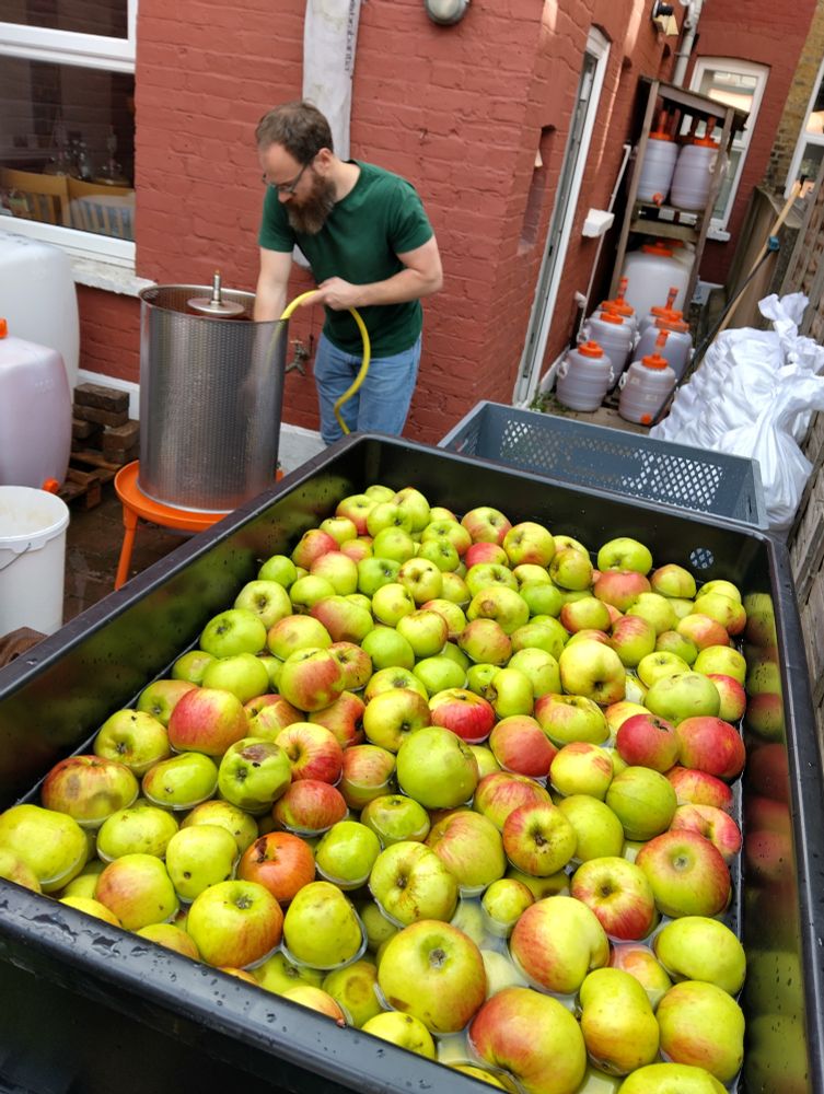 A fish pond full of Bramley apples and, in the background, James is cleaning the hydropress.