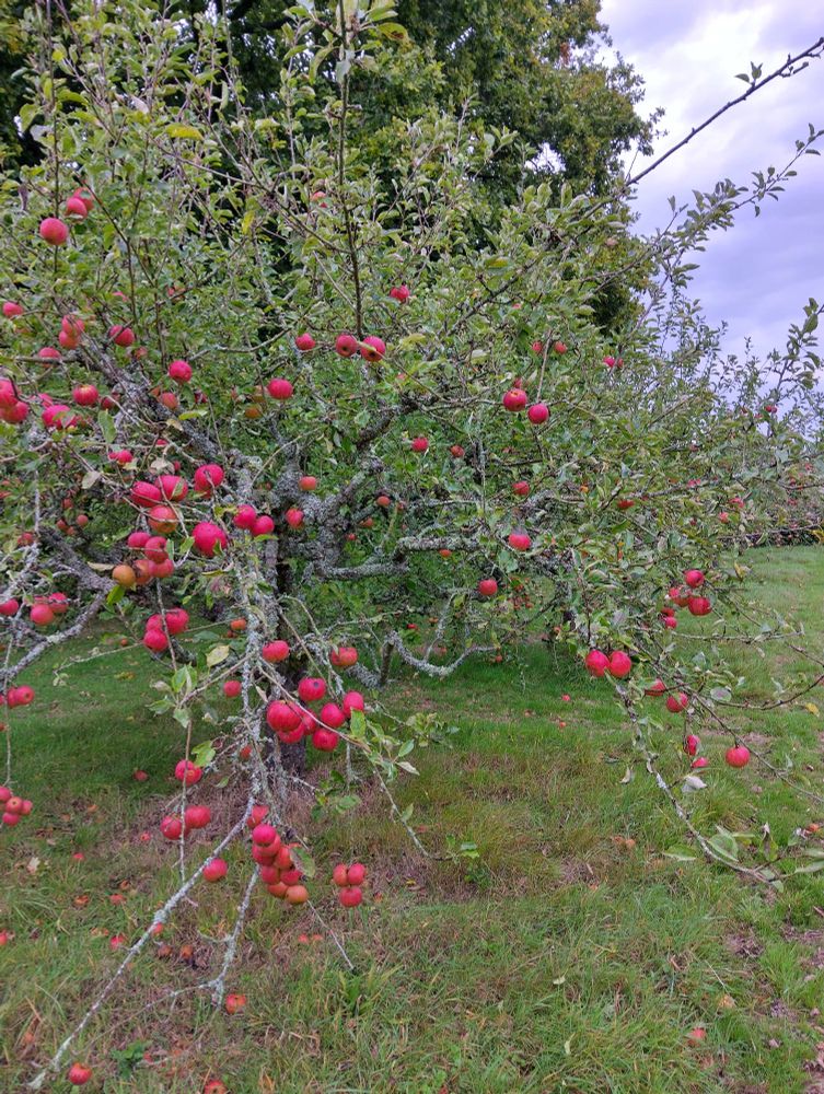 Cox's Orange Pippin apple tree laden with apples in an orchard.