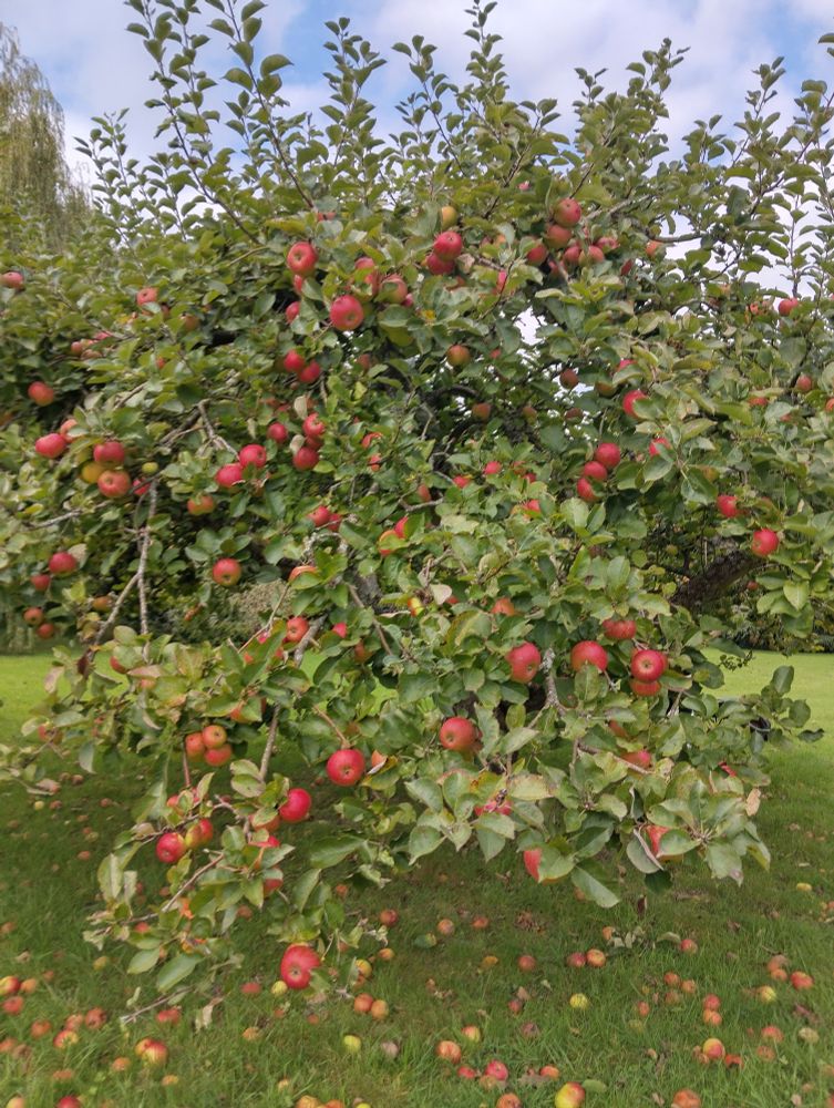 Howgate apple tree, heavily laden with red apples. 