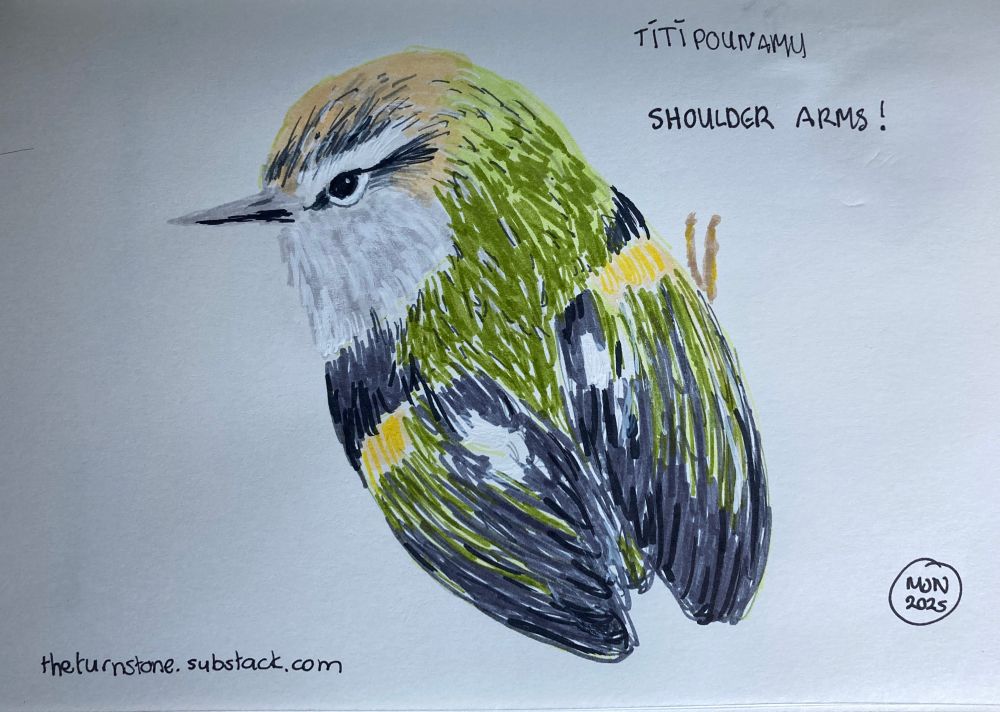 A felt pen drawing of a bird with green and black wings with flashes of yellow and a white chest. Wings extend longer than the tail
