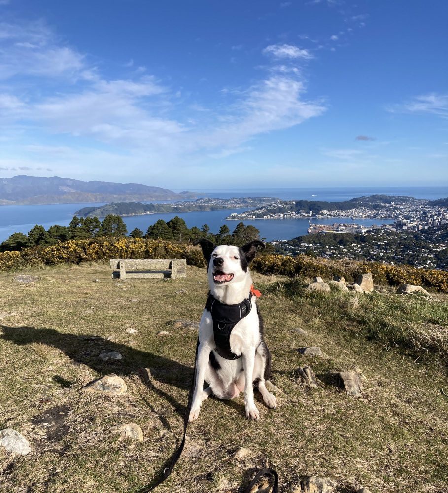 A happy black and white dog on close-cropped grass with Wellington Harbour in the background and a blue sky with a few fluffy clouds.