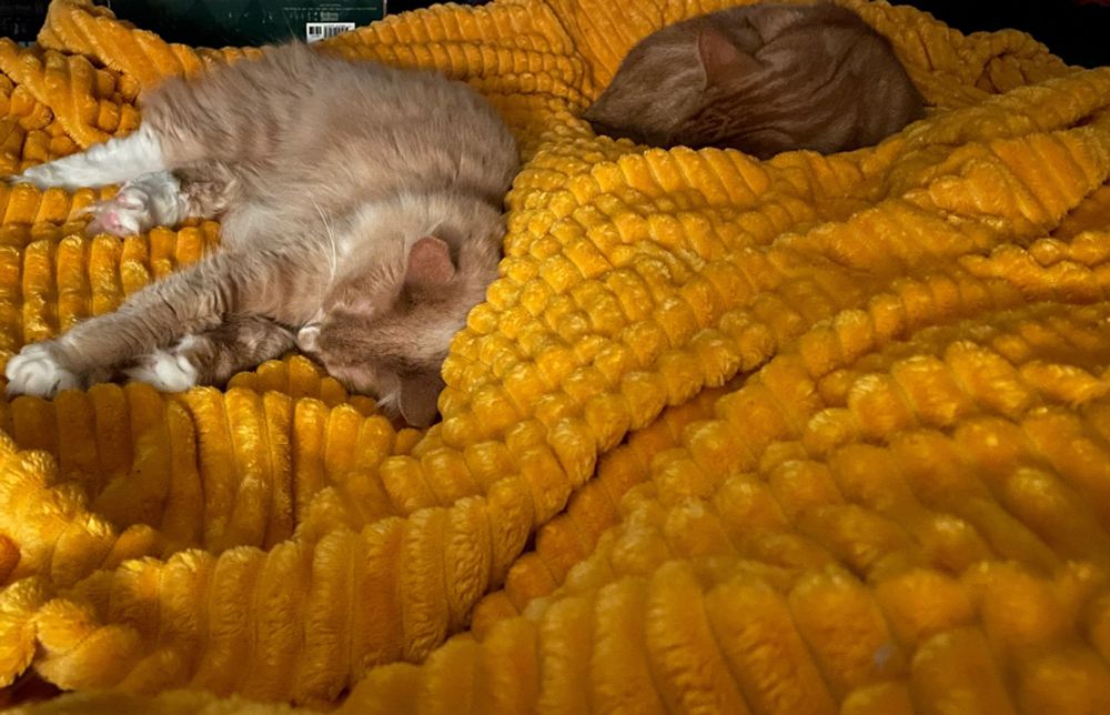 two cats lying either side of a persons leg in bed