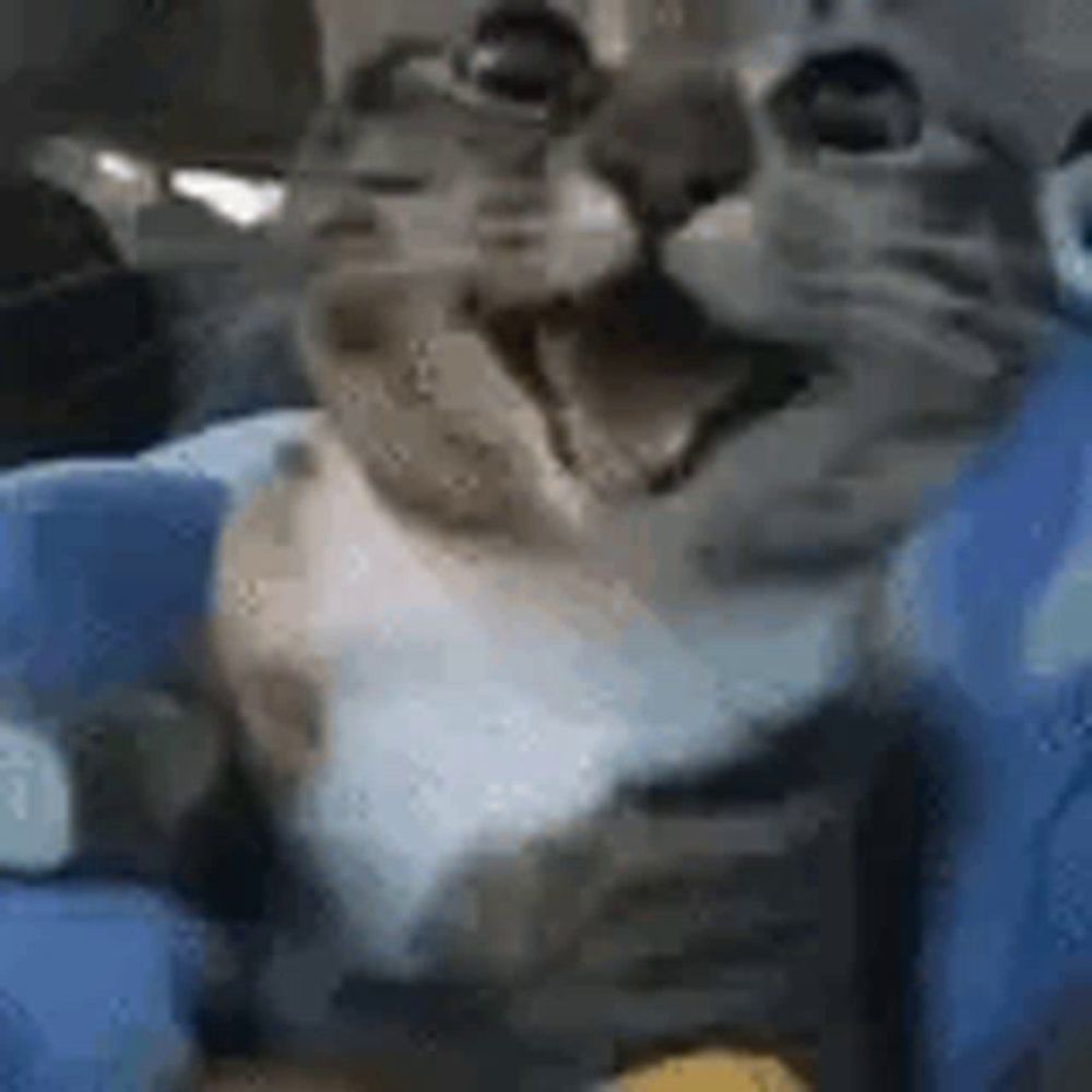 a close up of a cat sitting on top of a blue blanket .