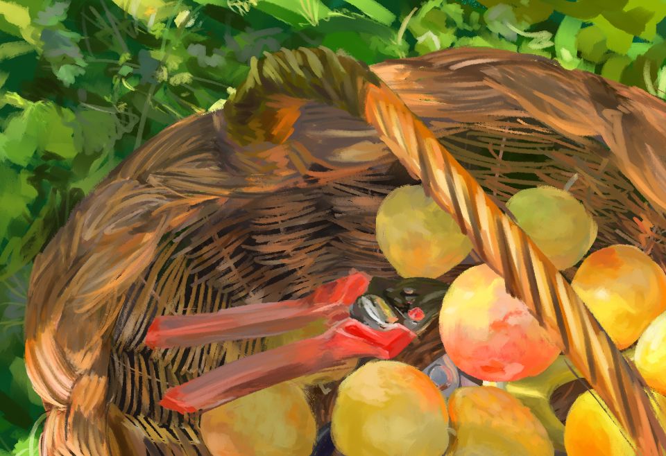 A digital painting of golden plums in a woven basket