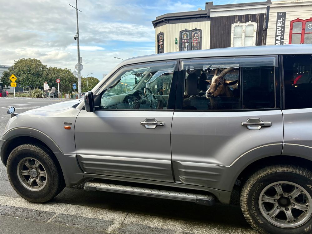 A silver vehicle parked on famously posh Ponsonby Road. The rear window is wound halfway down, revealing … a very unexpected and handsome goat.