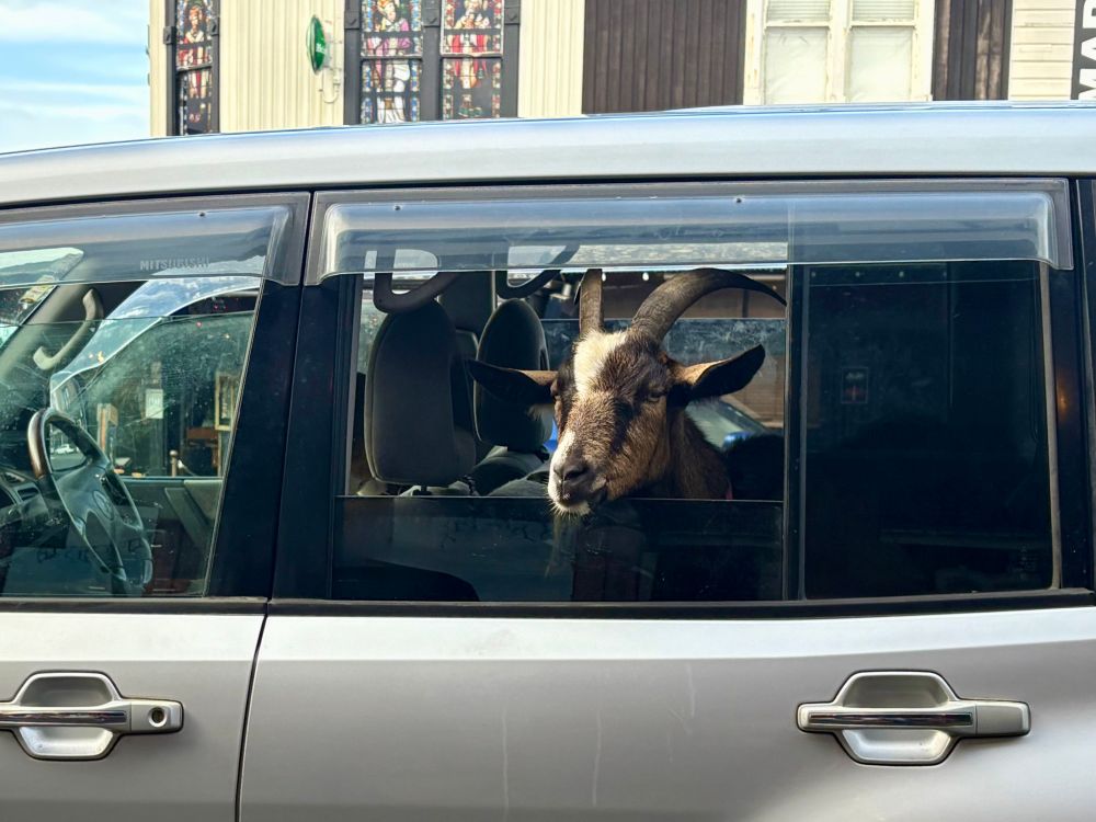 Yep. Definitely a goat in the back seat. 