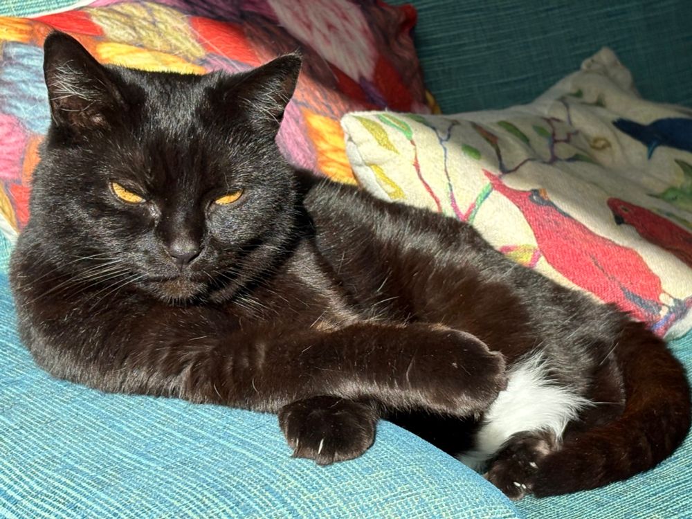 A shiny black cat, half British blue and half naughty tabby Tom (a discount delight on account of her mixed provenance), staring down the camera. She’s actually quite petite and mostly very sweet in person, but always manages to look fearsomely muscled and extremely haughty in photos. 