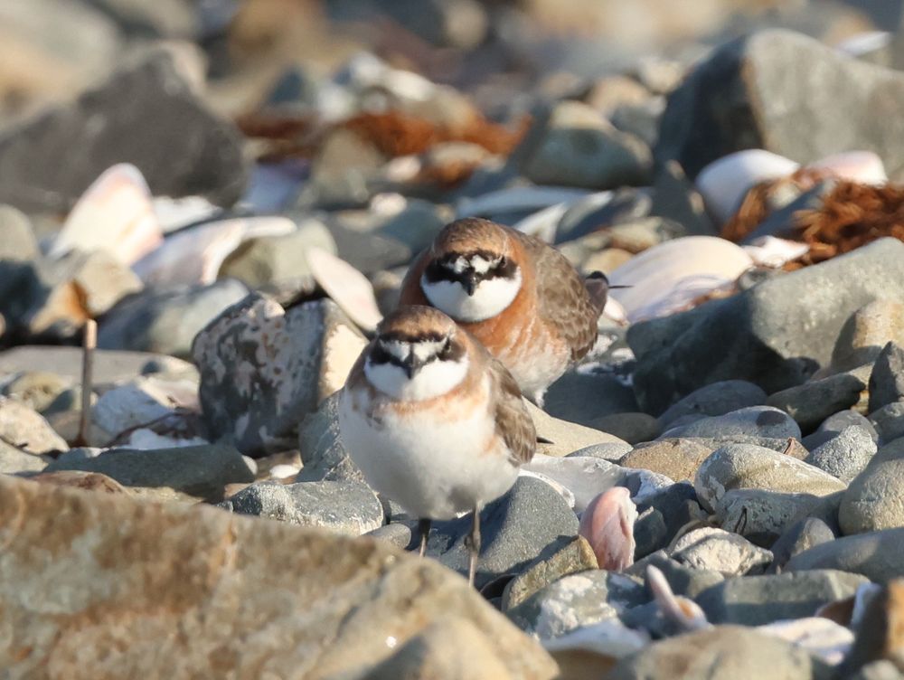 Lesser Sand Plover