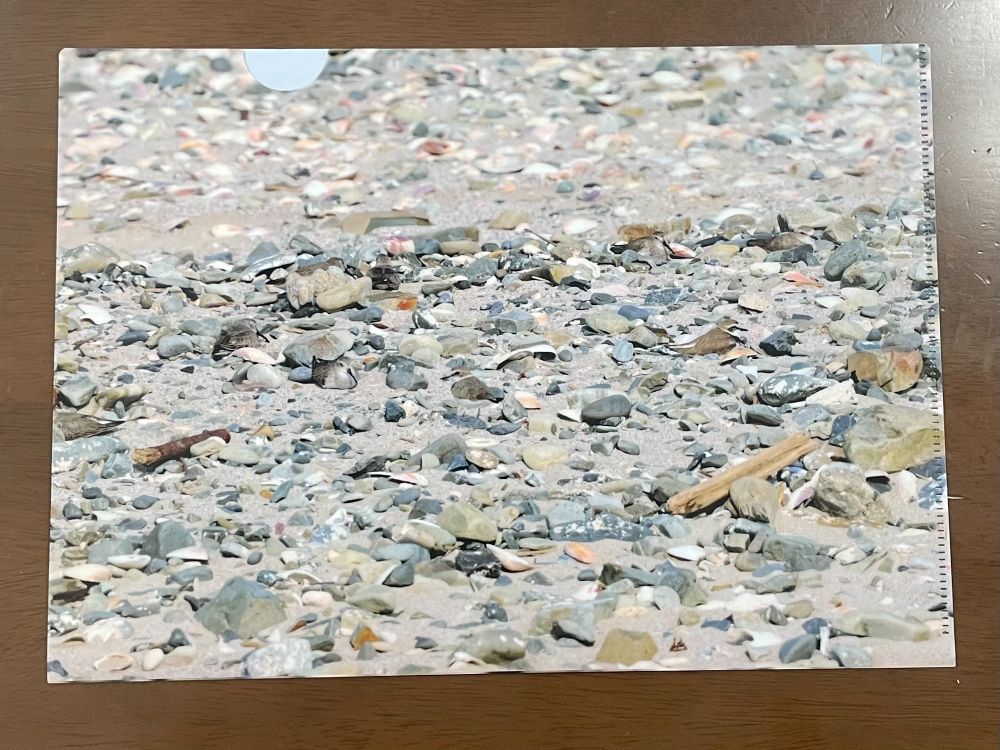 砂利シギクリアファイル