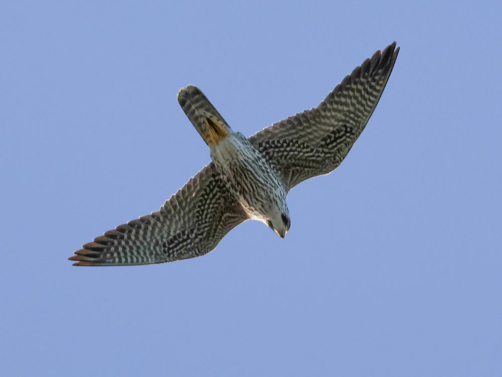 Peregrine Falcon