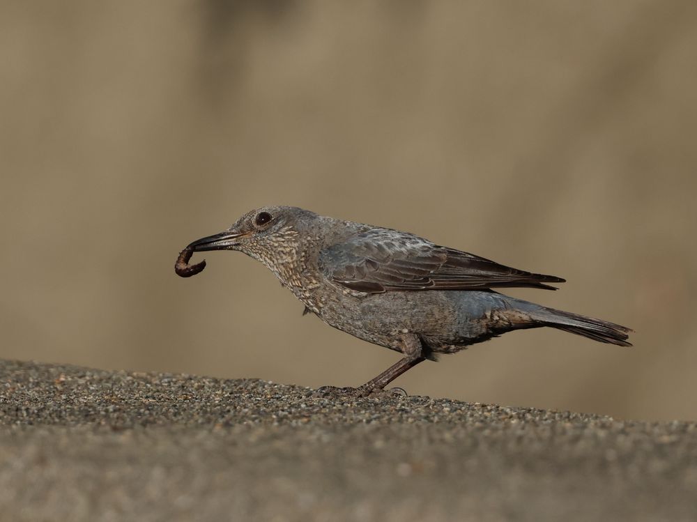 Blue Rock Thrush