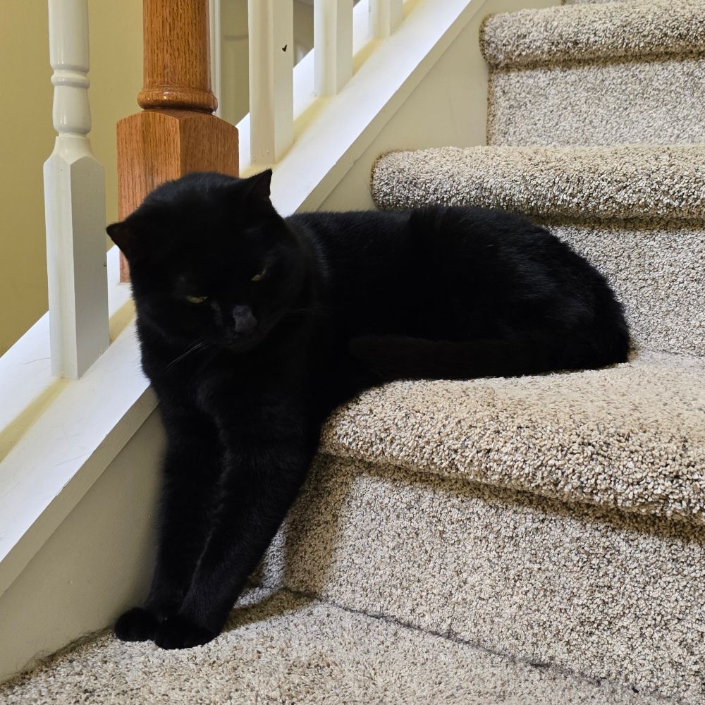 Black cat laying very strangely on stairs, with his body on one step and his two front legs on the lower step.